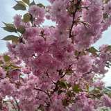 starcrushpixie from onlyfans